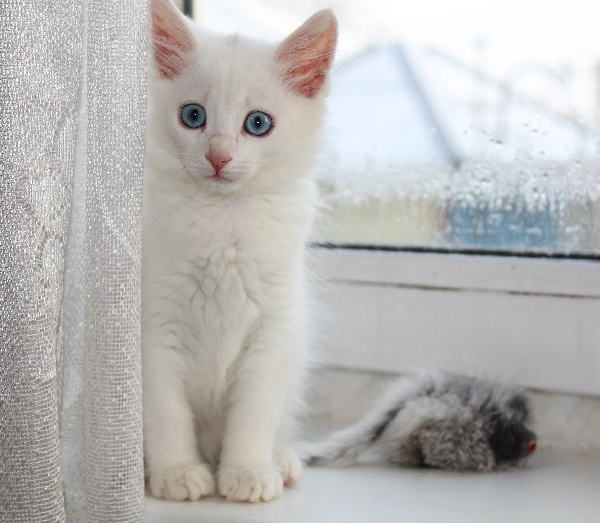 Возьму белую кошку. Кошка белая. Белый котенок. Белый котенок на улице. Белый котенок домашний.